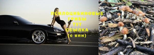 прущие грибы Козельск